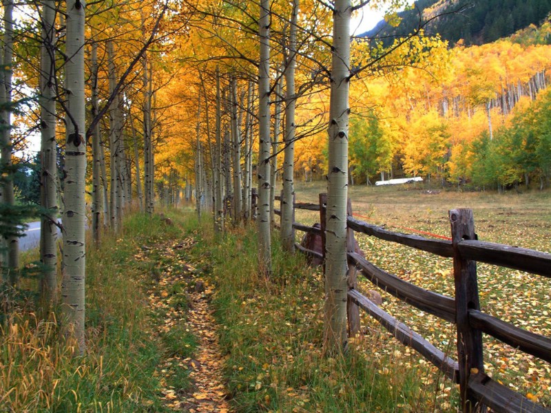  秋天道路图片壁纸 Desktop Wallpaper of Country Road in Autumn壁纸 道路秋景壁纸 道路秋景图片 道路秋景素材 风景壁纸 风景图库 风景图片素材桌面壁纸