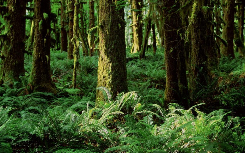 地球瑰宝 大尺寸自然风景壁纸精选 第三辑 Quinault Rainforest Washington 华盛顿 葵纳特雨林图片壁纸壁纸 地球瑰宝大尺寸自然风景壁纸精选 第三辑壁纸 地球瑰宝大尺寸自然风景壁纸精选 第三辑图片 地球瑰宝大尺寸自然风景壁纸精选 第三辑素材 风景壁纸 风景图库 风景图片素材桌面壁纸