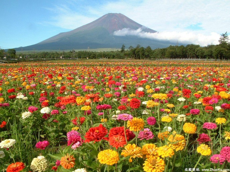 富士山 四季风景壁纸 壁纸15壁纸 富士山 四季风景壁纸壁纸 富士山 四季风景壁纸图片 富士山 四季风景壁纸素材 风景壁纸 风景图库 风景图片素材桌面壁纸