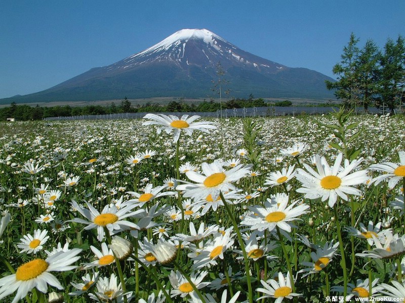 富士山 四季风景壁纸 壁纸16壁纸 富士山 四季风景壁纸壁纸 富士山 四季风景壁纸图片 富士山 四季风景壁纸素材 风景壁纸 风景图库 风景图片素材桌面壁纸