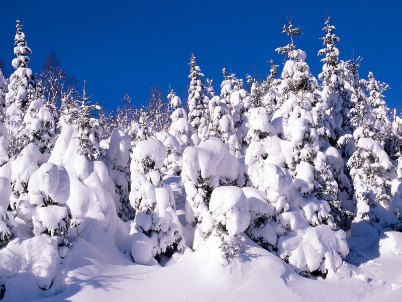 感受冬天 冰天雪地壁纸壁纸 感受冬天！冰天雪地壁纸壁纸 感受冬天！冰天雪地壁纸图片 感受冬天！冰天雪地壁纸素材 风景壁纸 风景图库 风景图片素材桌面壁纸