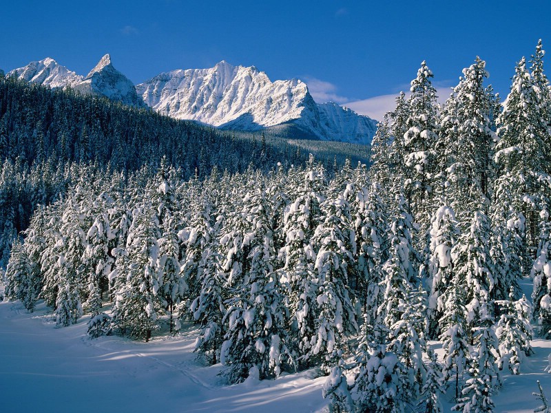 感受冬天 冰天雪地壁纸壁纸 感受冬天！冰天雪地壁纸壁纸 感受冬天！冰天雪地壁纸图片 感受冬天！冰天雪地壁纸素材 风景壁纸 风景图库 风景图片素材桌面壁纸