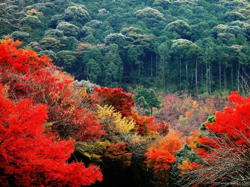 红叶舞秋山 1壁纸 红叶舞秋山(1)壁纸 红叶舞秋山(1)图片 红叶舞秋山(1)素材 风景壁纸 风景图库 风景图片素材桌面壁纸