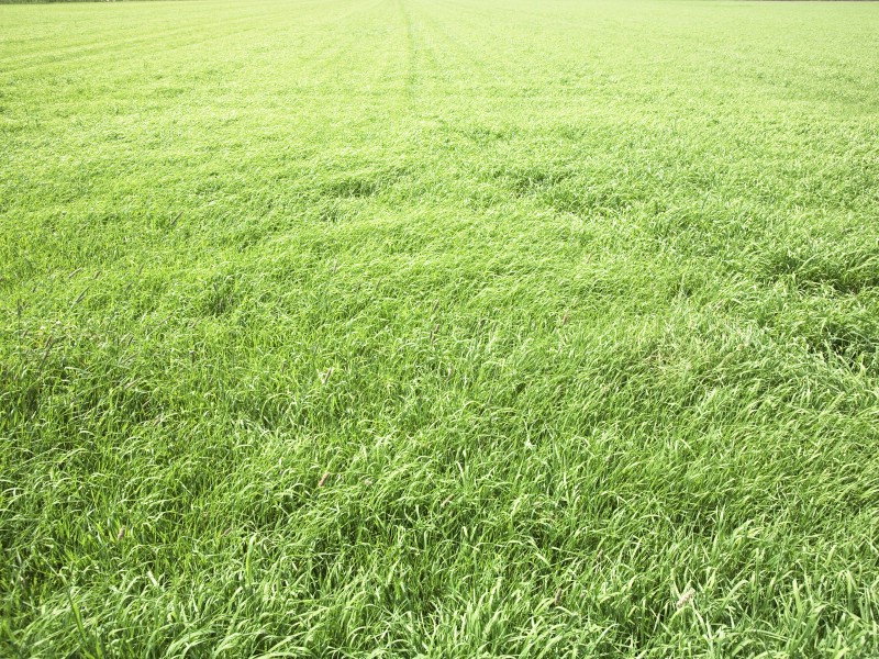 绿色草地风景宽屏壁纸壁纸 绿色草地风景宽屏壁纸壁纸 绿色草地风景宽屏壁纸图片 绿色草地风景宽屏壁纸素材 风景壁纸 风景图库 风景图片素材桌面壁纸