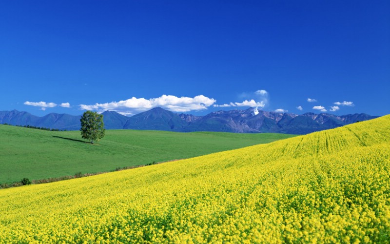 Hokkaido  日本北海道田园风景壁纸 日本北海道之旅(一)壁纸 日本北海道之旅(一)图片 日本北海道之旅(一)素材 风景壁纸 风景图库 风景图片素材桌面壁纸