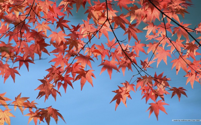 深秋即景 秋天风景壁纸 秋季风光壁纸 树木与红叶 Stock Photos of fall season Colors壁纸 深秋即景秋天风景壁纸壁纸 深秋即景秋天风景壁纸图片 深秋即景秋天风景壁纸素材 风景壁纸 风景图库 风景图片素材桌面壁纸