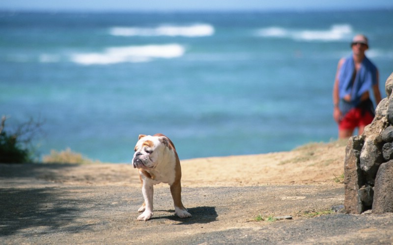  夏日海滩的散步壁纸 夏日休闲与阳光海滩壁纸 夏日休闲与阳光海滩图片 夏日休闲与阳光海滩素材 风景壁纸 风景图库 风景图片素材桌面壁纸