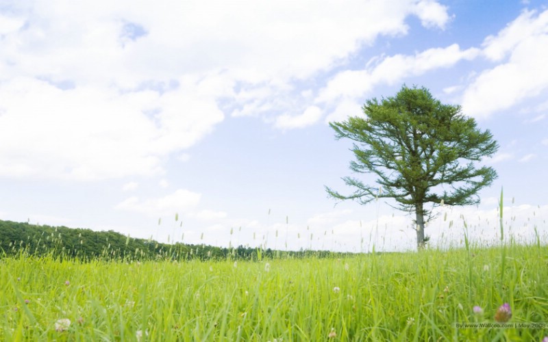  广阔草原上的一棵大树图片 阳光草原风景壁纸 阳光草原风景壁纸壁纸 阳光草原风景壁纸图片 阳光草原风景壁纸素材 风景壁纸 风景图库 风景图片素材桌面壁纸