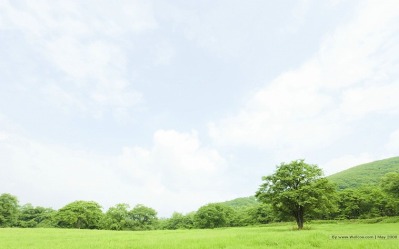  晴朗天空 草原树木图片 阳光草原风景壁纸 阳光草原风景壁纸壁纸 阳光草原风景壁纸图片 阳光草原风景壁纸素材 风景壁纸 风景图库 风景图片素材桌面壁纸