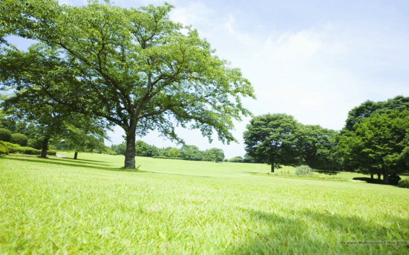  晴朗天空 草原树木图片 阳光草原风景壁纸 阳光草原风景壁纸壁纸 阳光草原风景壁纸图片 阳光草原风景壁纸素材 风景壁纸 风景图库 风景图片素材桌面壁纸