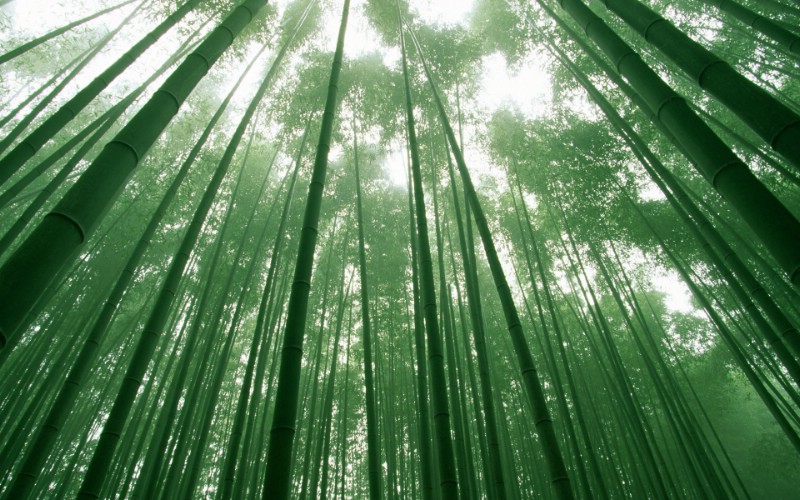 竹林深处 青葱世界 竹林图片壁纸 Desktop Wallpaper of bamboos pictures壁纸 竹林深处青葱世界壁纸 竹林深处青葱世界图片 竹林深处青葱世界素材 风景壁纸 风景图库 风景图片素材桌面壁纸