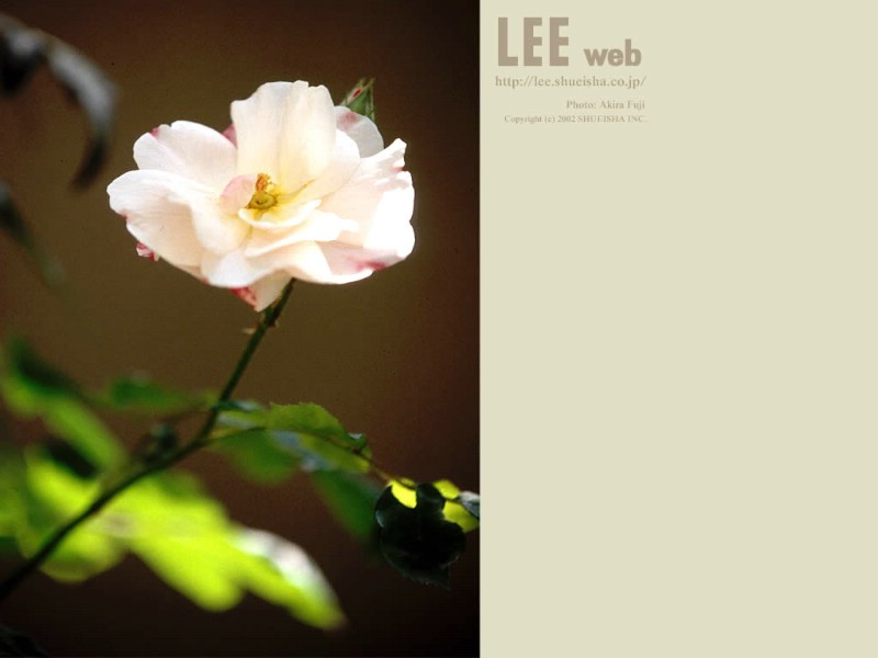  Lee Web Advertising Design壁纸 Lee Web 壁纸欣赏壁纸 Lee Web 壁纸欣赏图片 Lee Web 壁纸欣赏素材 广告壁纸 广告图库 广告图片素材桌面壁纸
