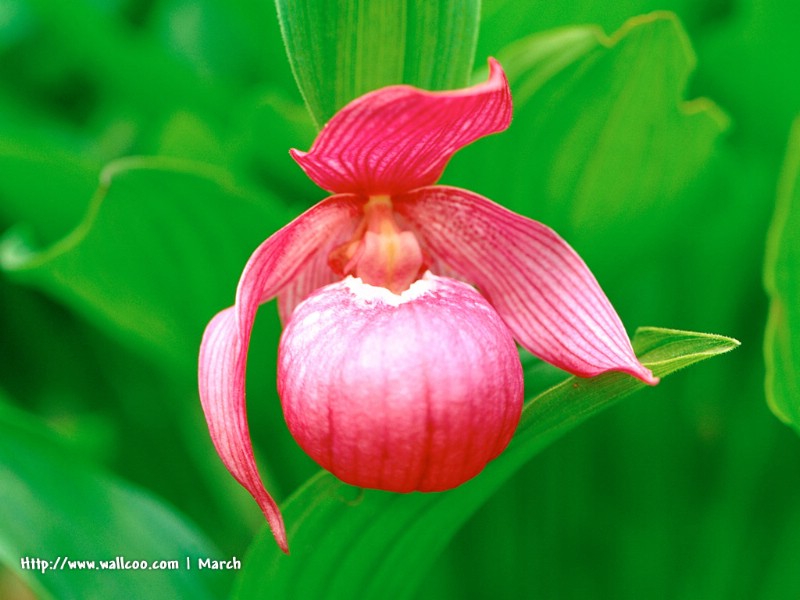  粉红色的花卉图片 pink flower Desktop wallpaper壁纸 春暖花开之 红色系壁纸 春暖花开之 红色系图片 春暖花开之 红色系素材 花卉壁纸 花卉图库 花卉图片素材桌面壁纸