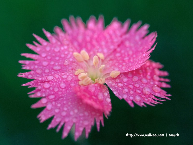  粉红色的花卉图片 pink flower Desktop wallpaper壁纸 春暖花开之 红色系壁纸 春暖花开之 红色系图片 春暖花开之 红色系素材 花卉壁纸 花卉图库 花卉图片素材桌面壁纸