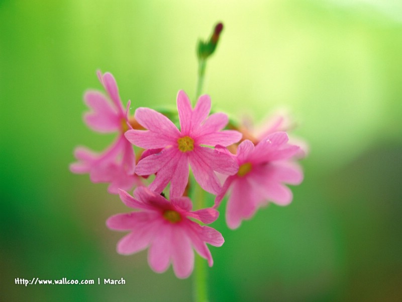  粉红色的花卉图片 pink flower Desktop wallpaper壁纸 春暖花开之 红色系壁纸 春暖花开之 红色系图片 春暖花开之 红色系素材 花卉壁纸 花卉图库 花卉图片素材桌面壁纸