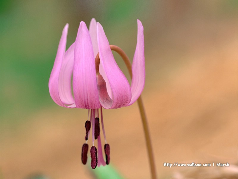  粉红色的花卉图片 pink flower Desktop wallpaper壁纸 春暖花开之 红色系壁纸 春暖花开之 红色系图片 春暖花开之 红色系素材 花卉壁纸 花卉图库 花卉图片素材桌面壁纸