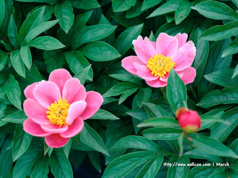  粉红色的花卉图片 pink flower Desktop wallpaper壁纸 春暖花开之 红色系壁纸 春暖花开之 红色系图片 春暖花开之 红色系素材 花卉壁纸 花卉图库 花卉图片素材桌面壁纸