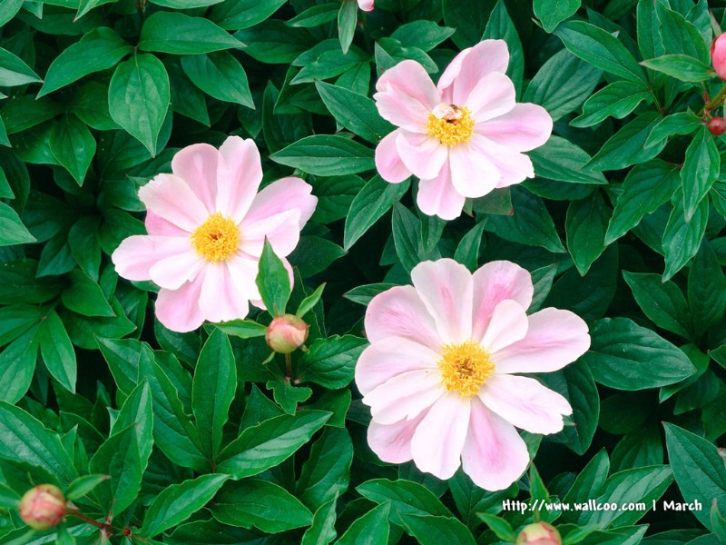  粉红色的花卉图片 pink flower Desktop wallpaper壁纸 春暖花开之 红色系壁纸 春暖花开之 红色系图片 春暖花开之 红色系素材 花卉壁纸 花卉图库 花卉图片素材桌面壁纸