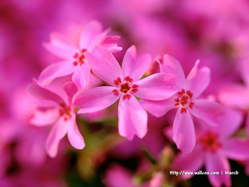  粉红色的花卉图片 pink flower Desktop wallpaper壁纸 春暖花开之 红色系壁纸 春暖花开之 红色系图片 春暖花开之 红色系素材 花卉壁纸 花卉图库 花卉图片素材桌面壁纸