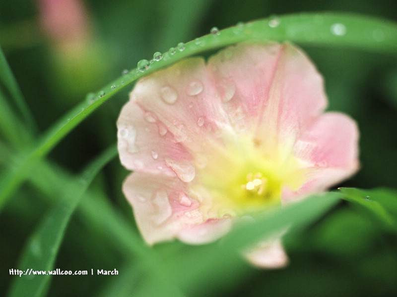  粉红色的花卉图片 pink flower Desktop wallpaper壁纸 春暖花开之 红色系壁纸 春暖花开之 红色系图片 春暖花开之 红色系素材 花卉壁纸 花卉图库 花卉图片素材桌面壁纸