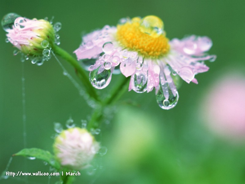  粉红色的花卉图片 pink flower Desktop wallpaper壁纸 春暖花开之 红色系壁纸 春暖花开之 红色系图片 春暖花开之 红色系素材 花卉壁纸 花卉图库 花卉图片素材桌面壁纸