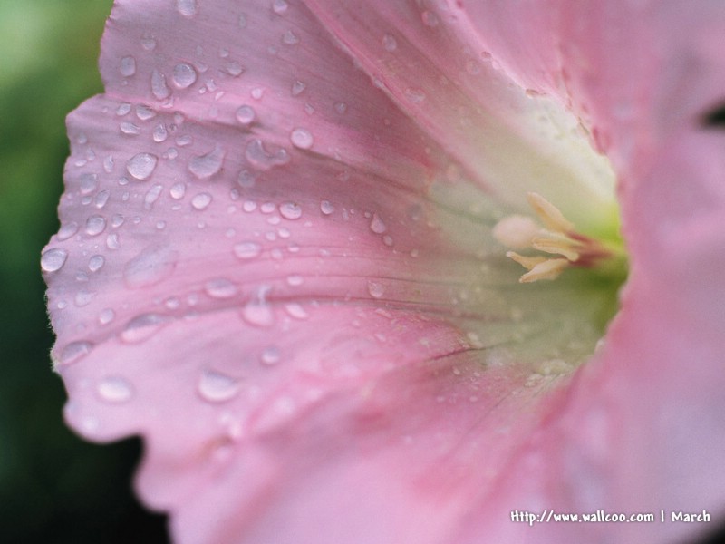  粉红色的花卉图片 pink flower Desktop wallpaper壁纸 春暖花开之 红色系壁纸 春暖花开之 红色系图片 春暖花开之 红色系素材 花卉壁纸 花卉图库 花卉图片素材桌面壁纸