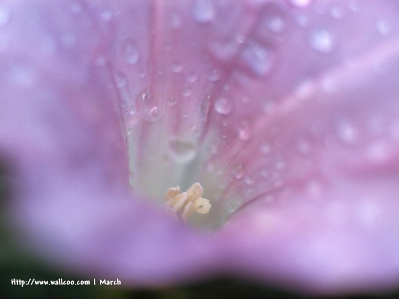  粉红色的花卉图片 pink flower Desktop wallpaper壁纸 春暖花开之 红色系壁纸 春暖花开之 红色系图片 春暖花开之 红色系素材 花卉壁纸 花卉图库 花卉图片素材桌面壁纸