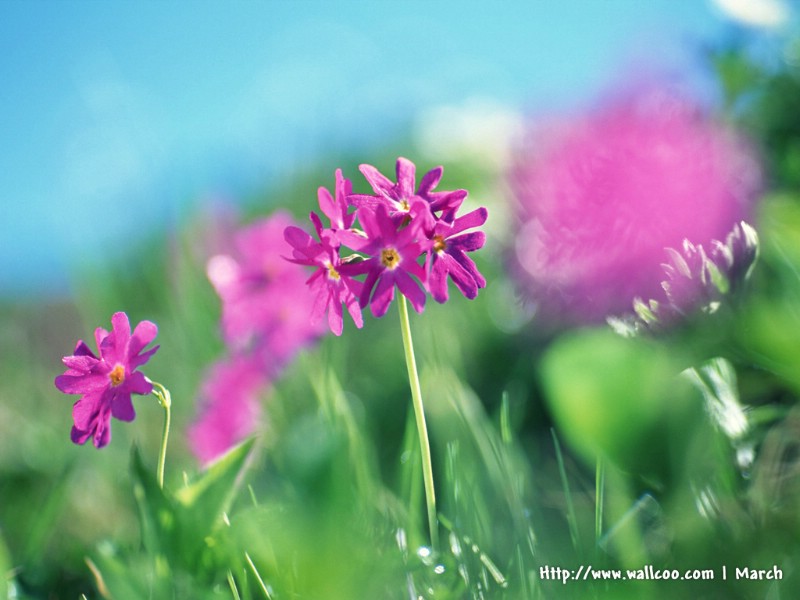  粉红色的花卉图片 pink flower Desktop wallpaper壁纸 春暖花开之 红色系壁纸 春暖花开之 红色系图片 春暖花开之 红色系素材 花卉壁纸 花卉图库 花卉图片素材桌面壁纸