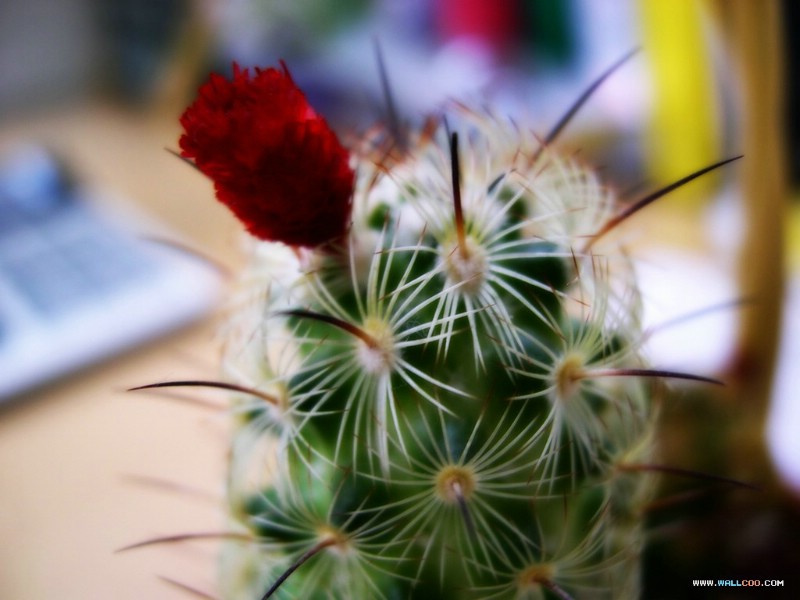 花朵特写摄影壁纸 花朵特写图片壁纸 flower Photography By Ditital Camera壁纸 韩国专题摄影壁纸之花朵特写壁纸 韩国专题摄影壁纸之花朵特写图片 韩国专题摄影壁纸之花朵特写素材 花卉壁纸 花卉图库 花卉图片素材桌面壁纸