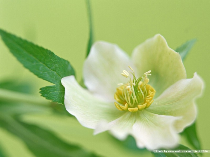  花卉艺术摄影 插花图片 Desktop Wallpaper of Flower Art壁纸 花的彩绘-淡雅花艺(二)壁纸 花的彩绘-淡雅花艺(二)图片 花的彩绘-淡雅花艺(二)素材 花卉壁纸 花卉图库 花卉图片素材桌面壁纸