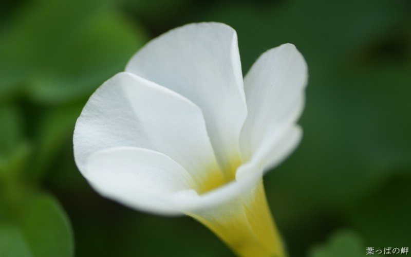 花卉展鲜花摄影壁纸 1920 1200 第十一辑 微距花朵特写 微距花卉图片 1920 1200壁纸 花卉展鲜花摄影(十一)壁纸 花卉展鲜花摄影(十一)图片 花卉展鲜花摄影(十一)素材 花卉壁纸 花卉图库 花卉图片素材桌面壁纸