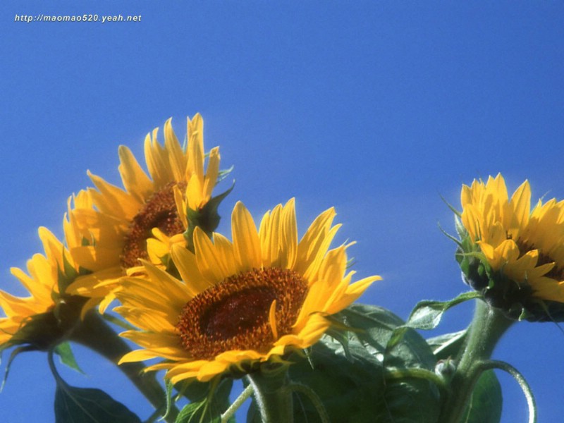 满园春色 花卉壁纸精选 180张 花卉图片壁纸精选 Flower Desktop Wallpaper Collections壁纸 满园春色-精选花卉壁纸壁纸 满园春色-精选花卉壁纸图片 满园春色-精选花卉壁纸素材 花卉壁纸 花卉图库 花卉图片素材桌面壁纸