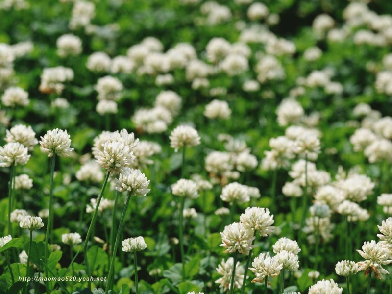 满园春色 花卉壁纸精选 180张 花卉图片壁纸精选 Flower Desktop Wallpaper Collections壁纸 满园春色-精选花卉壁纸壁纸 满园春色-精选花卉壁纸图片 满园春色-精选花卉壁纸素材 花卉壁纸 花卉图库 花卉图片素材桌面壁纸