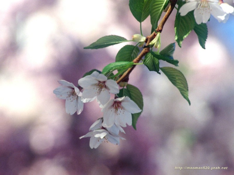 满园春色 花卉壁纸精选 180张 花卉图片壁纸精选 Flower Desktop Wallpaper Collections壁纸 满园春色-精选花卉壁纸壁纸 满园春色-精选花卉壁纸图片 满园春色-精选花卉壁纸素材 花卉壁纸 花卉图库 花卉图片素材桌面壁纸