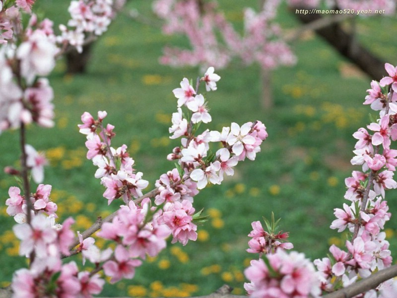 满园春色 花卉壁纸精选 180张 花卉图片壁纸精选 Flower Desktop Wallpaper Collections壁纸 满园春色-精选花卉壁纸壁纸 满园春色-精选花卉壁纸图片 满园春色-精选花卉壁纸素材 花卉壁纸 花卉图库 花卉图片素材桌面壁纸