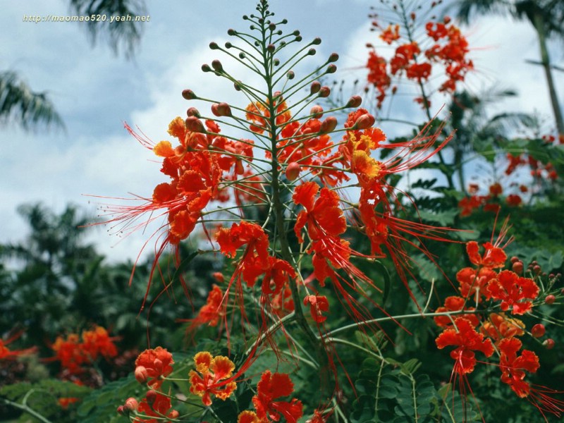 满园春色 花卉壁纸精选 180张 花卉图片壁纸精选 Flower Desktop Wallpaper Collections壁纸 满园春色-精选花卉壁纸壁纸 满园春色-精选花卉壁纸图片 满园春色-精选花卉壁纸素材 花卉壁纸 花卉图库 花卉图片素材桌面壁纸