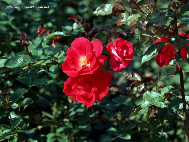 满园春色 花卉壁纸精选 180张 花卉图片壁纸精选 Flower Desktop Wallpaper Collections壁纸 满园春色-精选花卉壁纸壁纸 满园春色-精选花卉壁纸图片 满园春色-精选花卉壁纸素材 花卉壁纸 花卉图库 花卉图片素材桌面壁纸