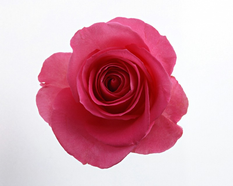 玫瑰写真 2 19壁纸 玫瑰写真壁纸 玫瑰写真图片 玫瑰写真素材 花卉壁纸 花卉图库 花卉图片素材桌面壁纸