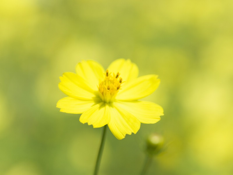 山花烂漫 2 3壁纸 山花烂漫壁纸 山花烂漫图片 山花烂漫素材 花卉壁纸 花卉图库 花卉图片素材桌面壁纸