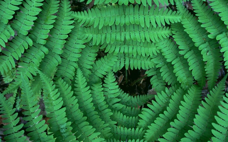 生命的绽放 植物花卉壁纸精选 第一辑 Converging Ferns 蕨草图片壁纸壁纸 生命的绽放植物花卉壁纸精选 第一辑壁纸 生命的绽放植物花卉壁纸精选 第一辑图片 生命的绽放植物花卉壁纸精选 第一辑素材 花卉壁纸 花卉图库 花卉图片素材桌面壁纸