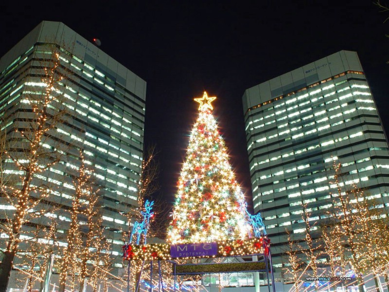  迷人夜景圣诞树图片 Christmas night Christmas Trees壁纸 闪烁美丽的圣诞树夜景壁纸壁纸 闪烁美丽的圣诞树夜景壁纸图片 闪烁美丽的圣诞树夜景壁纸素材 节日壁纸 节日图库 节日图片素材桌面壁纸