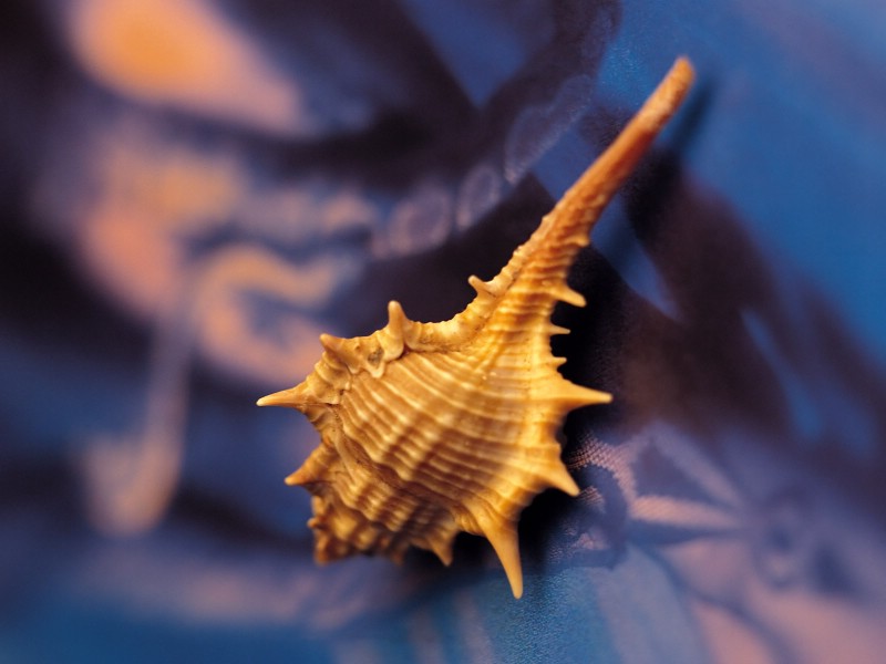 贝壳海螺 4 9壁纸 贝壳海螺壁纸 贝壳海螺图片 贝壳海螺素材 静物壁纸 静物图库 静物图片素材桌面壁纸
