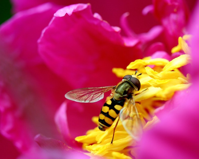 蜜蜂 微距摄影壁纸 壁纸51280x1024壁纸 蜜蜂 微距摄影壁纸壁纸 蜜蜂 微距摄影壁纸图片 蜜蜂 微距摄影壁纸素材 精选壁纸 精选图库 精选图片素材桌面壁纸