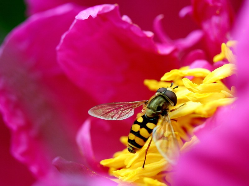 蜜蜂 微距摄影壁纸 壁纸61400x1050壁纸 蜜蜂 微距摄影壁纸壁纸 蜜蜂 微距摄影壁纸图片 蜜蜂 微距摄影壁纸素材 精选壁纸 精选图库 精选图片素材桌面壁纸