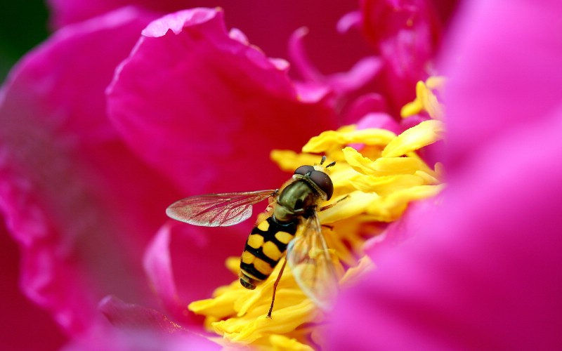 蜜蜂 微距摄影壁纸 壁纸71440x900壁纸 蜜蜂 微距摄影壁纸壁纸 蜜蜂 微距摄影壁纸图片 蜜蜂 微距摄影壁纸素材 精选壁纸 精选图库 精选图片素材桌面壁纸