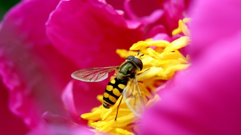 蜜蜂 微距摄影壁纸 壁纸101920x1080壁纸 蜜蜂 微距摄影壁纸壁纸 蜜蜂 微距摄影壁纸图片 蜜蜂 微距摄影壁纸素材 精选壁纸 精选图库 精选图片素材桌面壁纸