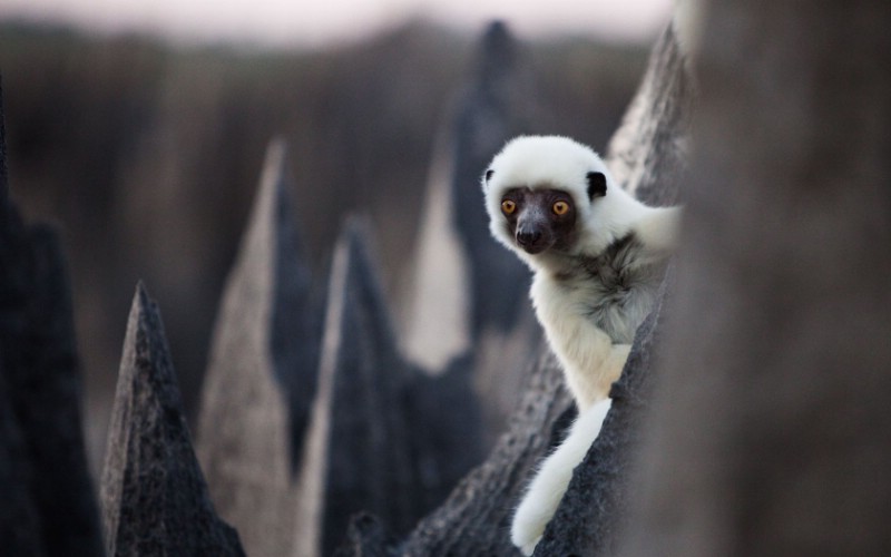 游历大千世界  sifaka madagascar 马达加斯加 德肯狐猴图片壁纸壁纸 国家地理杂志每日一图2010三月摄影壁纸壁纸 国家地理杂志每日一图2010三月摄影壁纸图片 国家地理杂志每日一图2010三月摄影壁纸素材 人文壁纸 人文图库 人文图片素材桌面壁纸