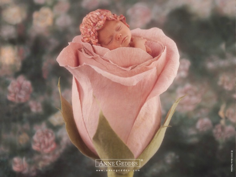  可爱婴儿图片 Desktop Wallpaper of Anne Baby Photography壁纸 Anne Geddes 婴儿摄影作品(二)花仙子壁纸 Anne Geddes 婴儿摄影作品(二)花仙子图片 Anne Geddes 婴儿摄影作品(二)花仙子素材 摄影壁纸 摄影图库 摄影图片素材桌面壁纸