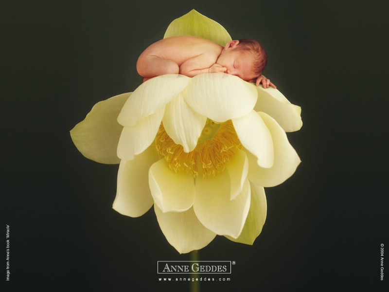  花仙子可爱婴儿图片 Desktop Wallpaper of Anne Baby Photography壁纸 Anne Geddes 婴儿摄影作品(二)花仙子壁纸 Anne Geddes 婴儿摄影作品(二)花仙子图片 Anne Geddes 婴儿摄影作品(二)花仙子素材 摄影壁纸 摄影图库 摄影图片素材桌面壁纸