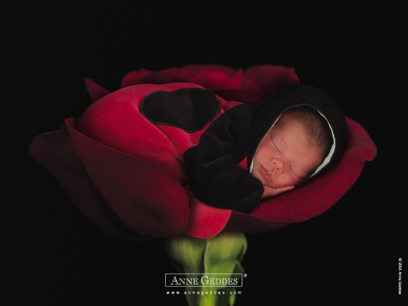  婴儿图片 婴儿可爱造型 Desktop Wallpaper of Anne Baby Photography壁纸 Anne Geddes 婴儿摄影作品(二)花仙子壁纸 Anne Geddes 婴儿摄影作品(二)花仙子图片 Anne Geddes 婴儿摄影作品(二)花仙子素材 摄影壁纸 摄影图库 摄影图片素材桌面壁纸